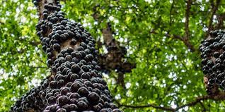 Fakta Unik Buah Jaboticaba, Buah Eksotis dari Brasil