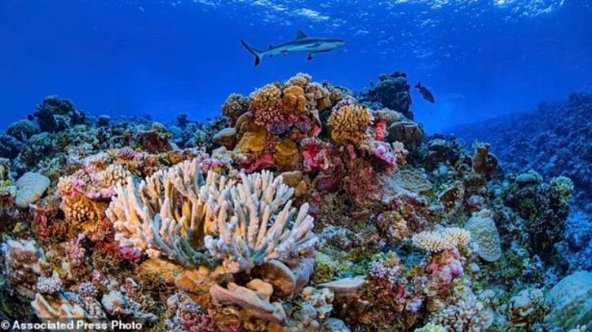 Pentingnya Peran Terumbu Karang Untuk Kelangsungan Biota Laut